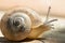 Soft focus of a snail crawling on wooden pavement on a sunny day