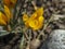 Soft focus of spring nature with close-up Crocus Golden Yellow on blurred natural background garden. Nature concept