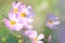 Soft focus spring and summer background. Pink flowers cosmos bloom in morning light. Field of cosmos flower in sunshine