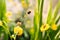 A soft focus summer image of yellow geum flowers and bumble bees flying and enjoying the nectar of the yellow flowers.