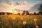 Soft focus sunset meadow Yellow flowers, grass, tranquil nature