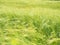 Soft focus to green spikelets of rye in the field. Natural background. Young ears of wheat.