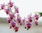 Soft focus of two beautiful branches of double color mini orchids Brother Pico Sweetheart. Phalaenopsis, Moth Orchid