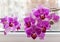 Soft focus of two beautiful branches of striped purple mini orchids Sogo Vivien. Phalaenopsis, Moth Orchid are located against th