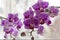 Soft focus of two branches of striped purple mini orchids Sogo Vivien. Phalaenopsis, Moth Orchid are located against the light on