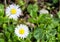 Soft focus of two white oxeye daisy flowers in nature - Leucanthemum vulgare, Asteraceae, Asterales