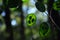 Soft focus of unripe seedpods of an annual honesty plant against a blurry background