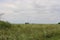 Soft focus of a vast prairie filled with wildflowers, grasses, bushes and a few trees at Ethel`s Woods Forest Preserve