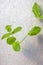 A soft focus view of a green and a fresh sprig of mint hanging from a pot.