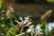 Soft focus of weed flowers against a blurry field