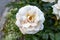 Soft focus of a white bushy rose flower against blurry greenery