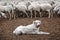 Soft focus of a white herding dog lying beside a flock of sheep