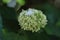 Soft focus on white hydrangea with light white feather