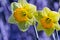 Soft focus of white wild daffodil or Lent lily flowers - Narcissus pseudonarcissus, Amaryllidoideae, Amaryllidaceae