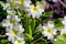 Soft focus of white and yellow primrose beautiful flowers in a garden - primula vulgaris, primulaceae