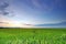 Soft focus of wide paddy field at sunset with blue sky at Perak