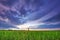 Soft focus of wide paddy field at sunset with blue sky at Perak