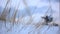 Soft-focus winter grass growing out of the snow