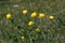 Soft focus of yellow globe flowers at a field on a sunny day