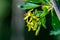 Soft focus of yellow Ribes aureum flower blooming. Flowers golden currant, clove currant, pruterberry