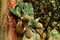 Soft focus of young jackfruit fruits hanging from a tree trunk