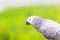 Soft focus of Young White Hawk or white eagle