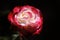 Soft focused beautiful close up red rose on dark background