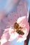 Soft focused cherry flower with bee