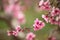 Soft focused cherry flowers, spring.