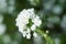 Soft focused close up picture of White Spirea, Bush of Thunbergii or Thunbergii Meadowsweet. Beautiful Floral Background