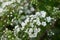 Soft focused close up picture of White Spirea, Bush of Thunbergii or Thunbergii Meadowsweet. Beautiful Floral Background