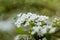 Soft focused close up picture of White Spirea, Bush of Thunbergii or Thunbergii Meadowsweet. Beautiful Floral Background