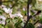 Soft focused close up shot of blossoming apple tree with tender pink flowers in springtime. Orchard in bloom on blurry background