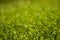 Soft focused close-up shot of green moss seeds with bokeh, blurred shining light