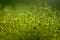 Soft focused close-up shot of green moss seeds with bokeh, blurred shining light