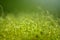 Soft focused close-up shot of green moss seeds with bokeh, blurred shining light