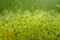 Soft focused close-up shot of green moss seeds with bokeh, blurred shining light