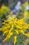 Soft Focused Goldenrod in the Woods