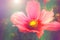 Soft focused macro shot of a beautiful blossomed Gazania Rigens  flower