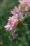 Soft focused macro shot of beautiful pink carnation flowers with green foliage, capture with ussr macro lens Industar 61ld