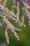 Soft focused macro shot of beautiful pink tamarix flowers, spring flora blossom. Tamaricaceae or tamarisk