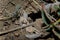 Soft focused macro shot of black ant going out of anthill hole on ground. Springtime and wildlife insects