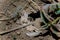 Soft focused macro shot of black ant going out of anthill hole on ground. Springtime and wildlife insects concept.