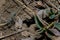 Soft focused macro shot of black ant going out of anthill hole on ground. Springtime and wildlife insects concept.