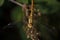 soft focused macro shot of dragonfly sitting on plant, life of insects