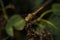 soft focused macro shot of dragonfly sitting on plant, life of insects