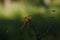 soft focused macro shot of dragonfly sitting on plant, life of insects