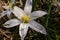 Soft focused macro shot of ornithogalum white flowers. Springtime, blooming plants concept.