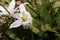 Soft focused macro shot of ornithogalum white flowers. Springtime, blooming plants concept.