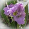 Soft Focused Magenta Orchid Bloom